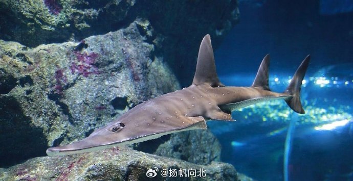 曼波鱼，神秘海洋中的精灵