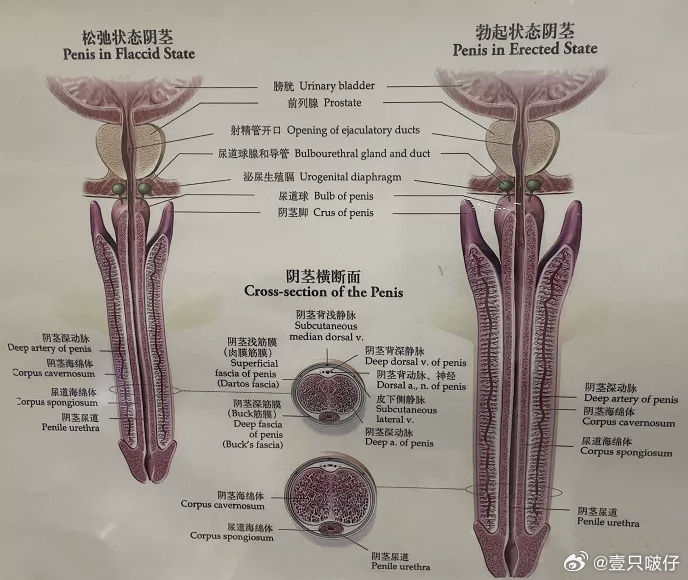 男男肉茎互插的探索与体验