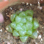 蛋蛋龙，神秘的生物