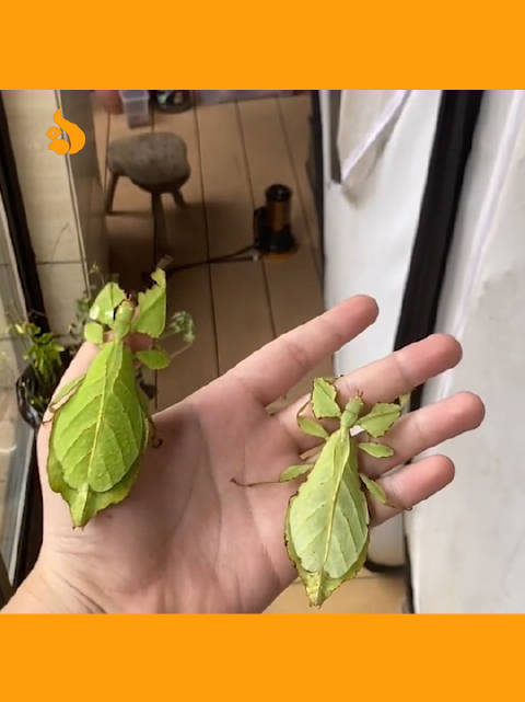 云南保山惊现蛇纹巨型飞蛾视频云南保山惊现蛇纹巨型飞蛾-第2张图片