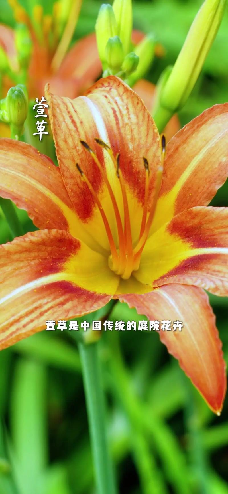 忘忧草在线播放WWW芒果_忘忧草在线播放WWW芒果_忘忧草在线播放WWW芒果