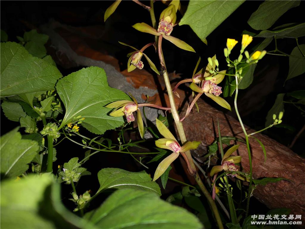 野花社区高清在线观看视频野花社区高清在线观看视频，警惕非法内容-第2张图片