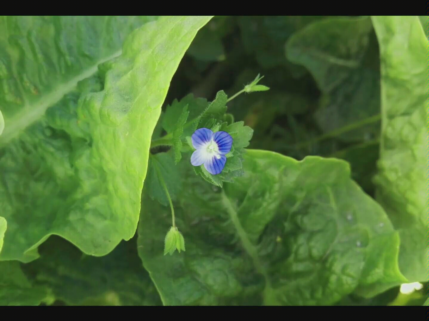 野花影视免费观看高清版野花影视免费观看高清文章-第1张图片