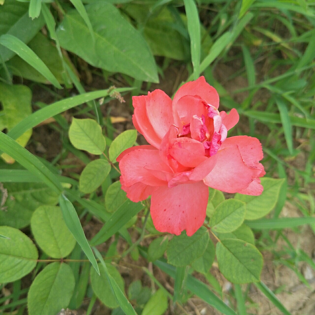 野花社区WWW在线高清观看野花社区WWW在线高清观看，非法内容与道德底线-第1张图片