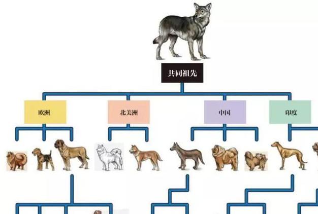 狗和人杂交_杂交狗人工提纯_杂交狗人伦理电影