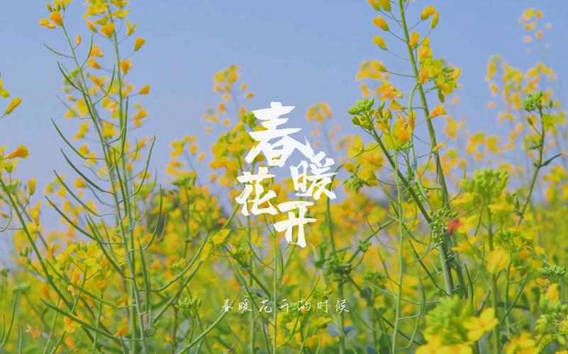 花开春暖txt_花开春暖小说好看吗_花开春暖人物图谱