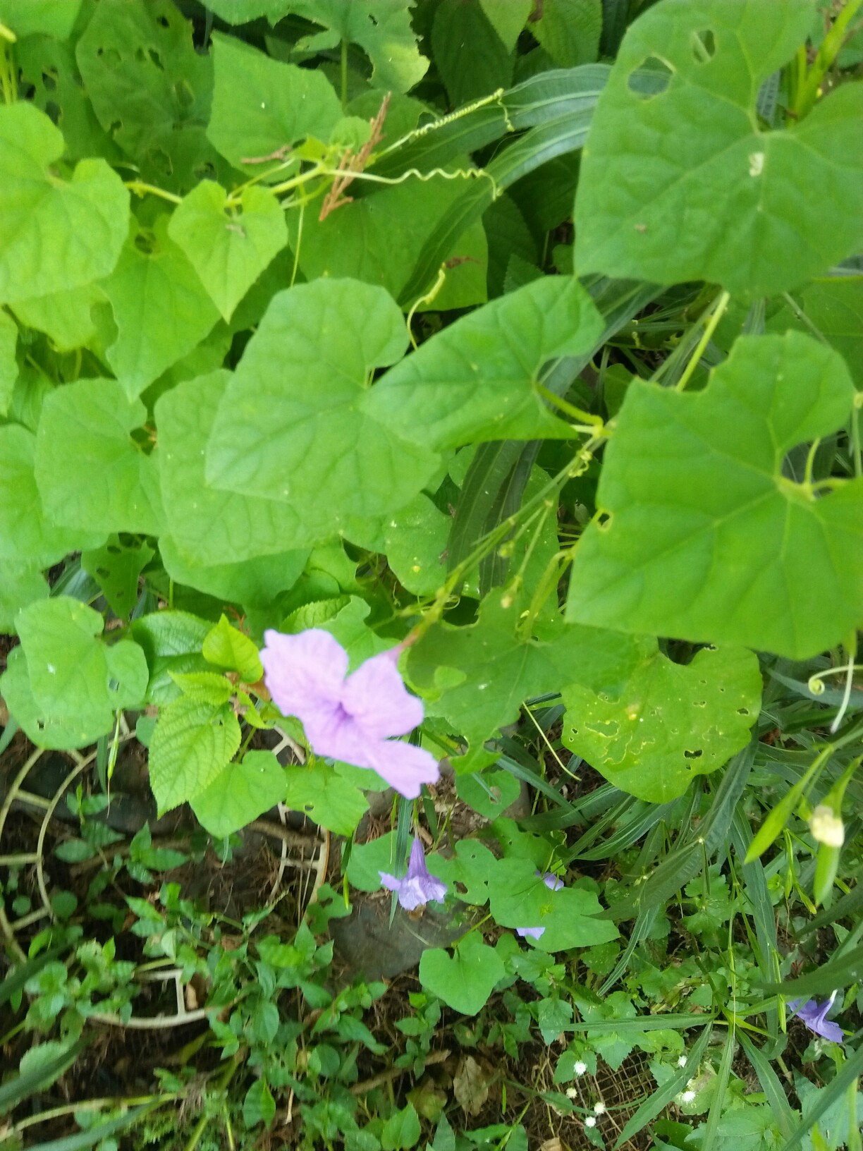 野花社区高清在线观看视频野花社区高清在线观看视频，警惕非法内容-第2张图片