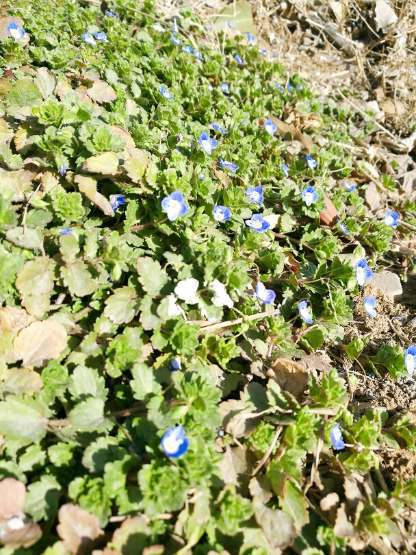 野花社区免费观看在线5野花社区免费观看在线，警惕非法内容-第2张图片