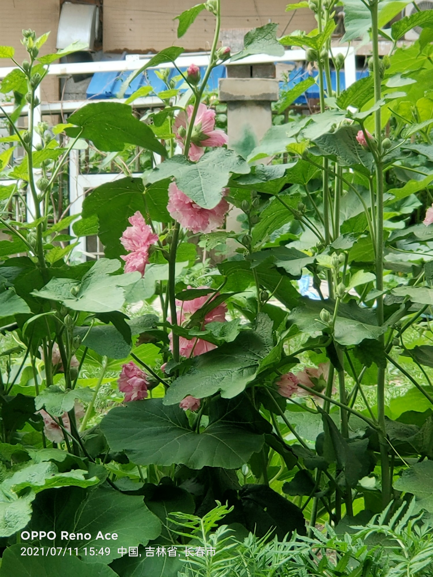 野花社区免费观看在线5野花社区免费观看在线，警惕非法内容-第1张图片