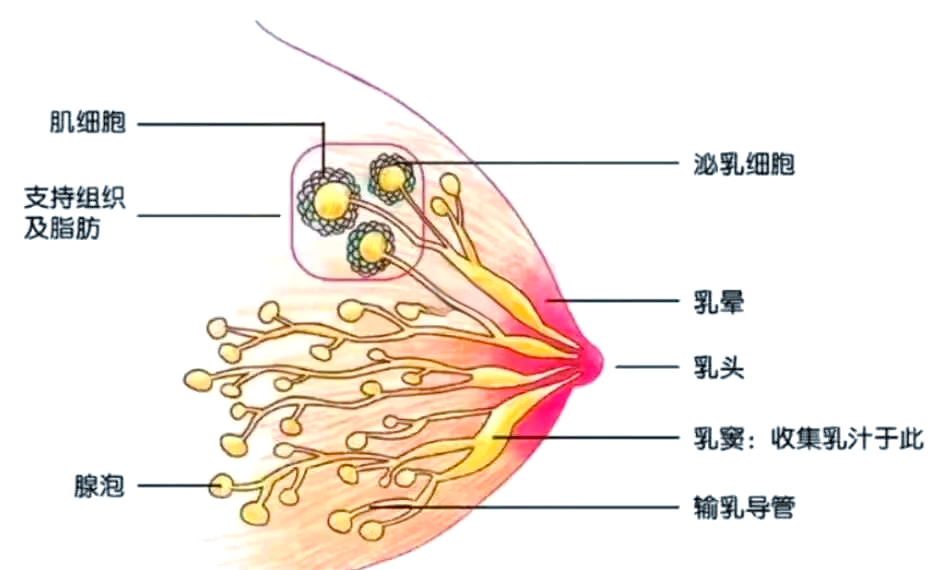 嗯啊H客厅HH青梅H涨奶视频嗯啊H客厅，青梅涨奶视频的争议与探讨-第2张图片