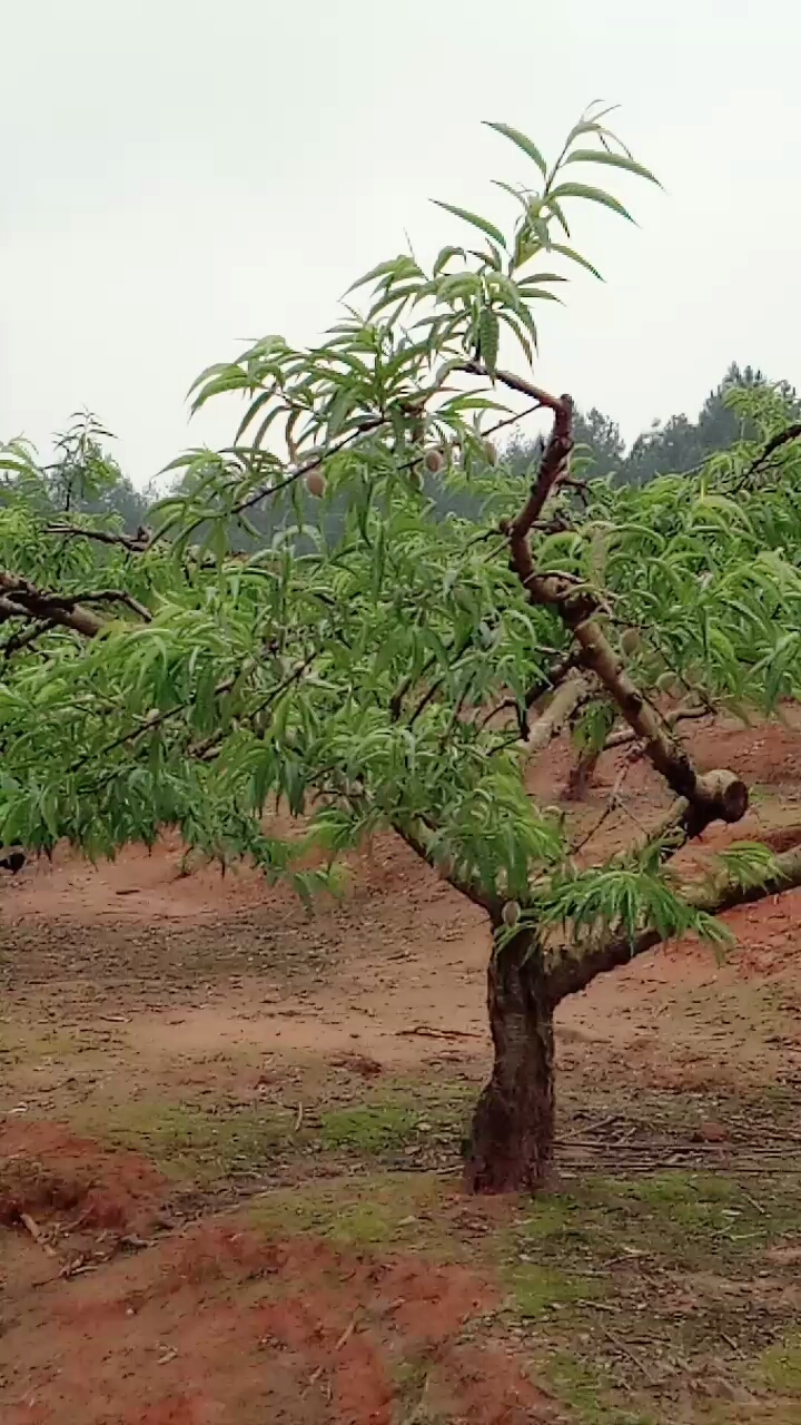 水密桃网站水密桃网站，警惕色情内容的危害-第2张图片