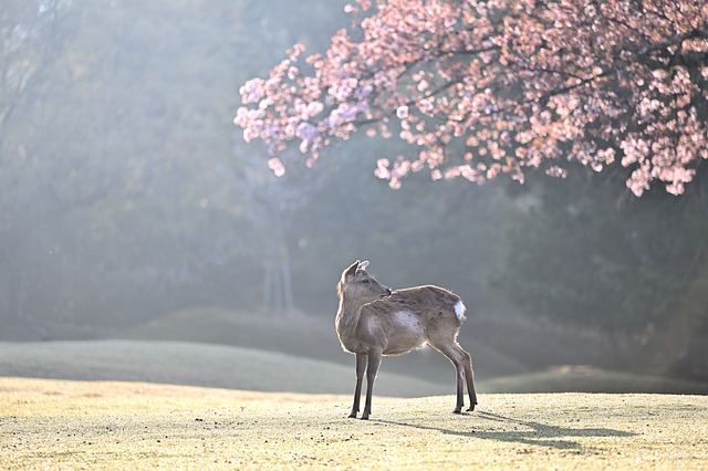 日本最大但人文艺术第一组1日本最大的人文艺术-第1张图片