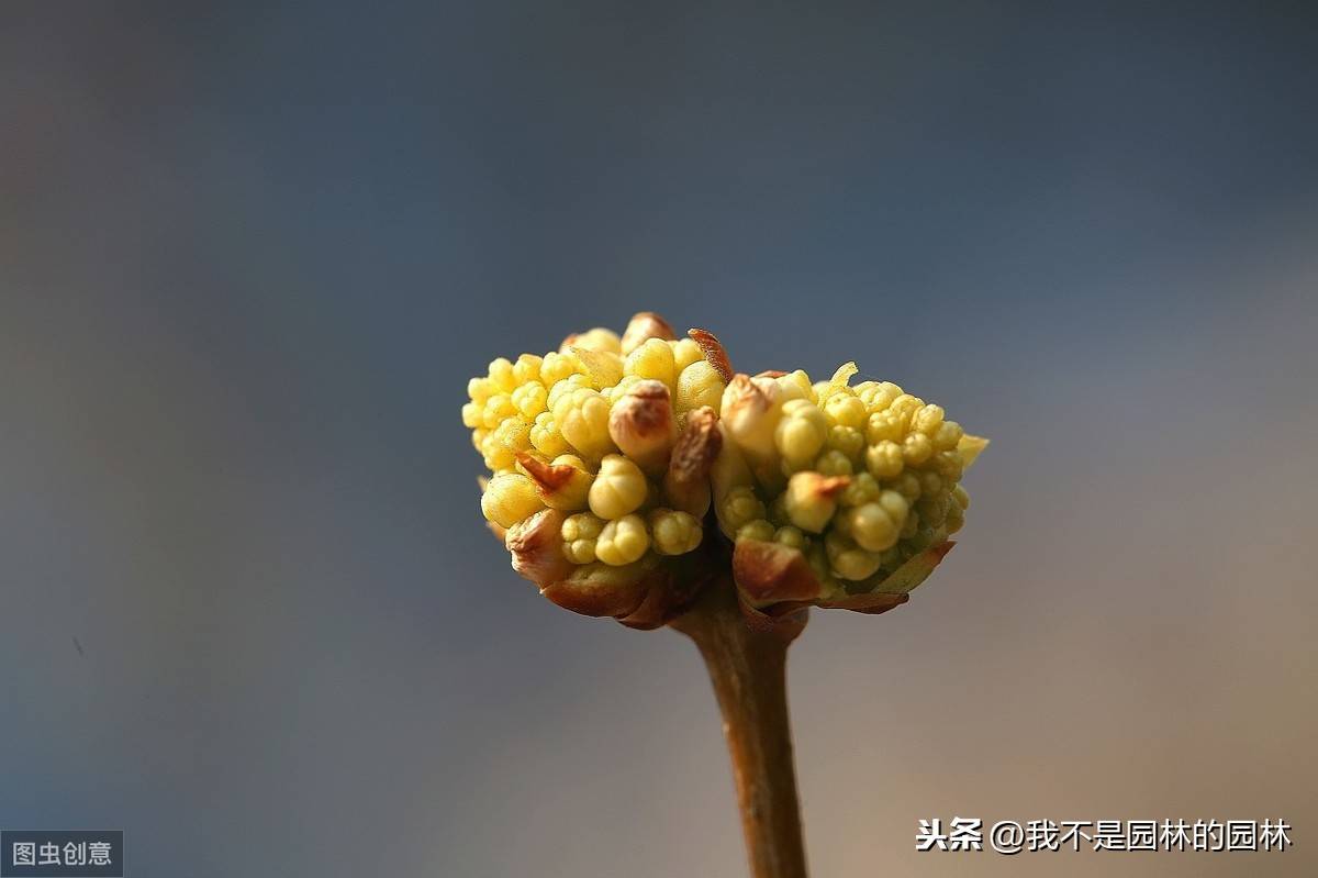 丁香花完整视频在线观看色四房，探索色情产业的神秘角落