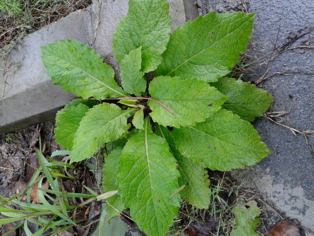 最新草榴，植物界的璀璨明珠