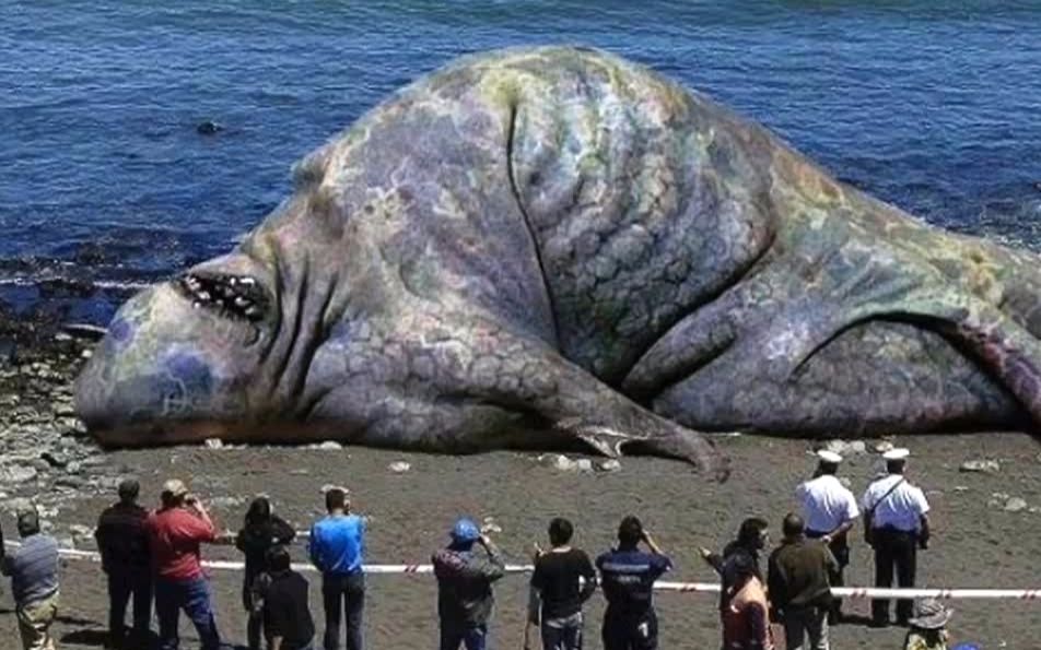 大彩鲸大彩鲸，神秘的海洋生物-第1张图片