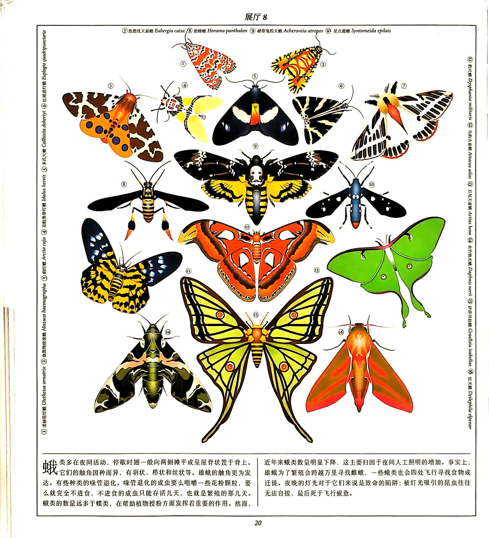 雕虫小技中的虫——微妙技艺的探索