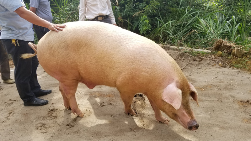 最新美国ZOOM动物_农场最新美国ZOOM动物农场，生态与养殖的新篇章
