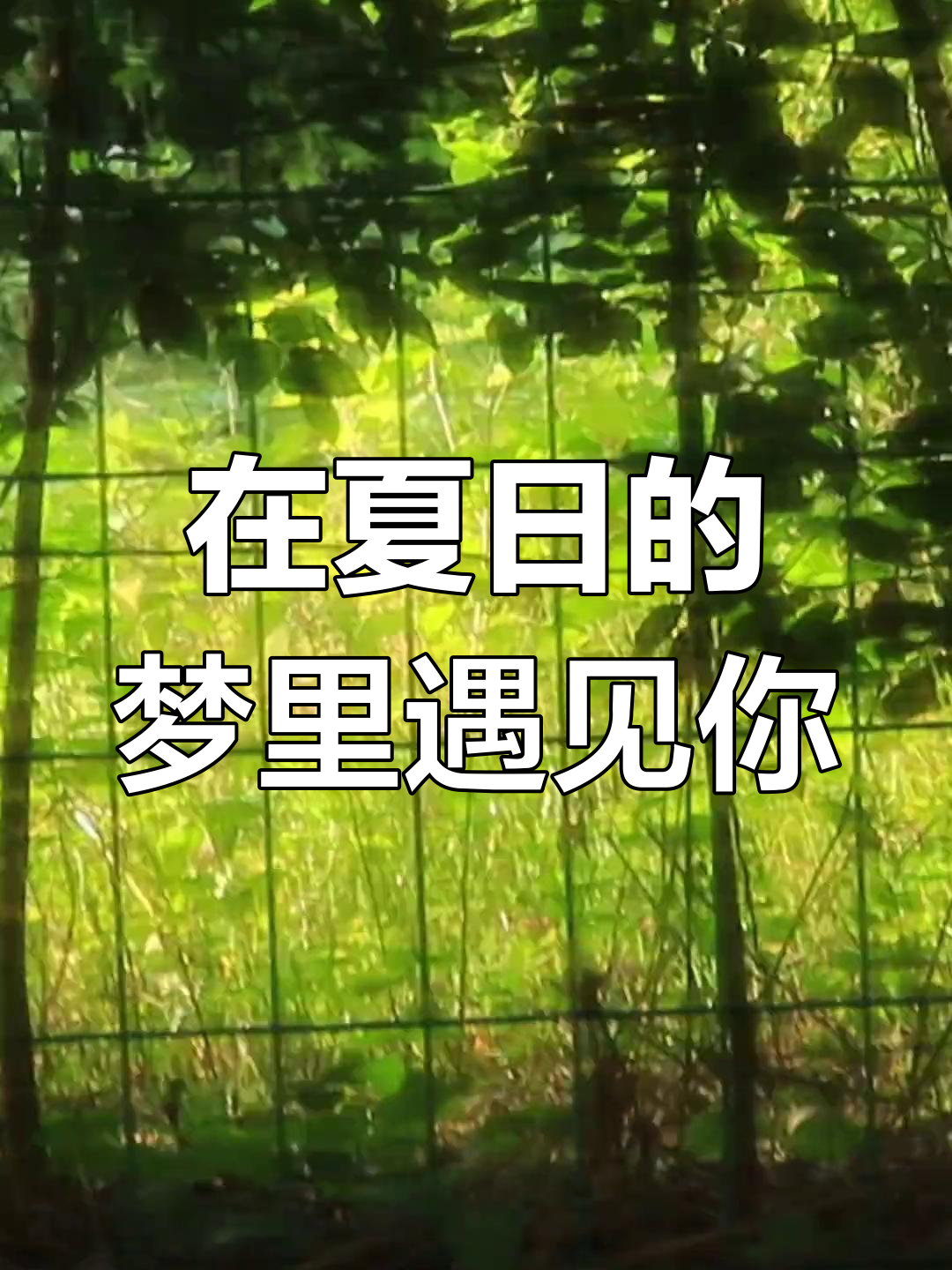 梦境中的邂逅-第1张图片