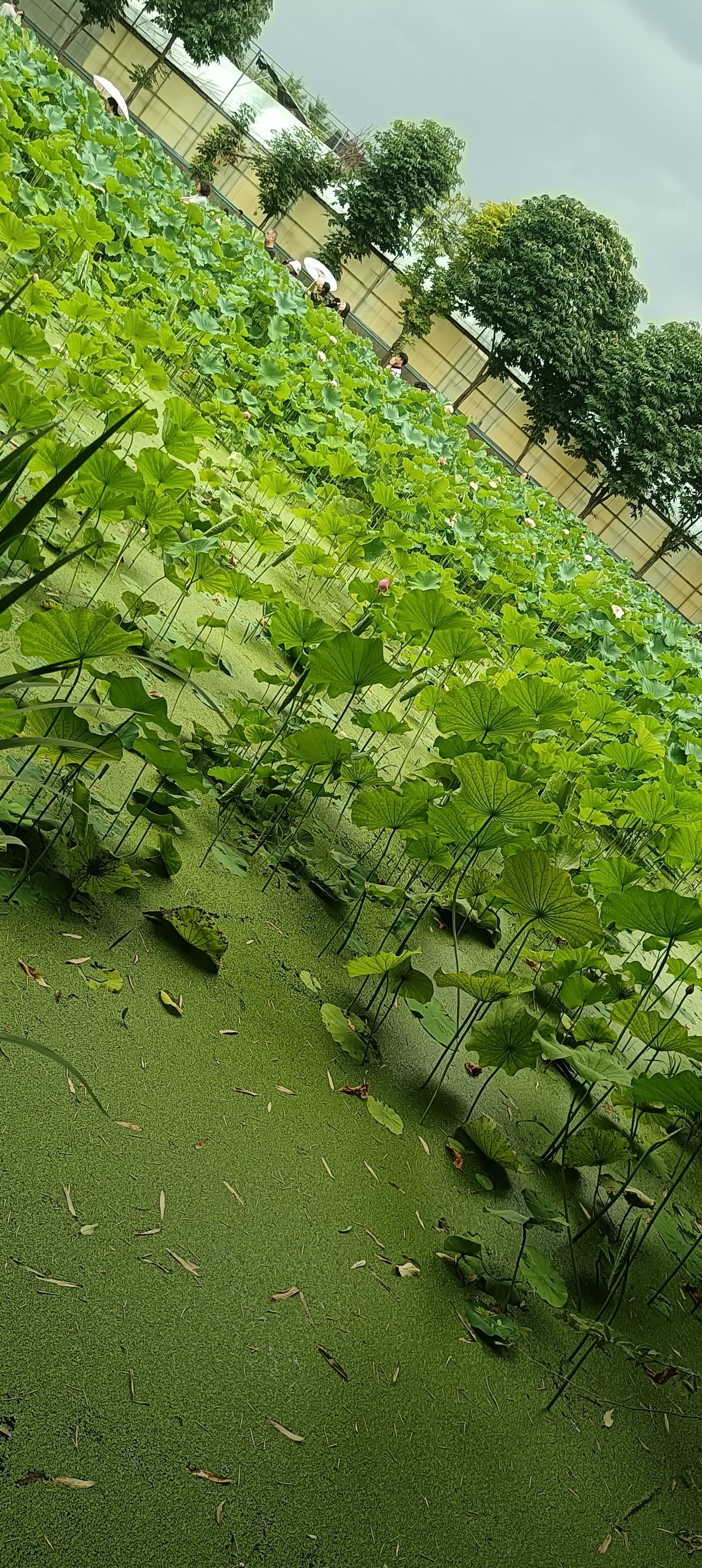 草碧一区草碧一区，绿意盎然的生活天地-第1张图片