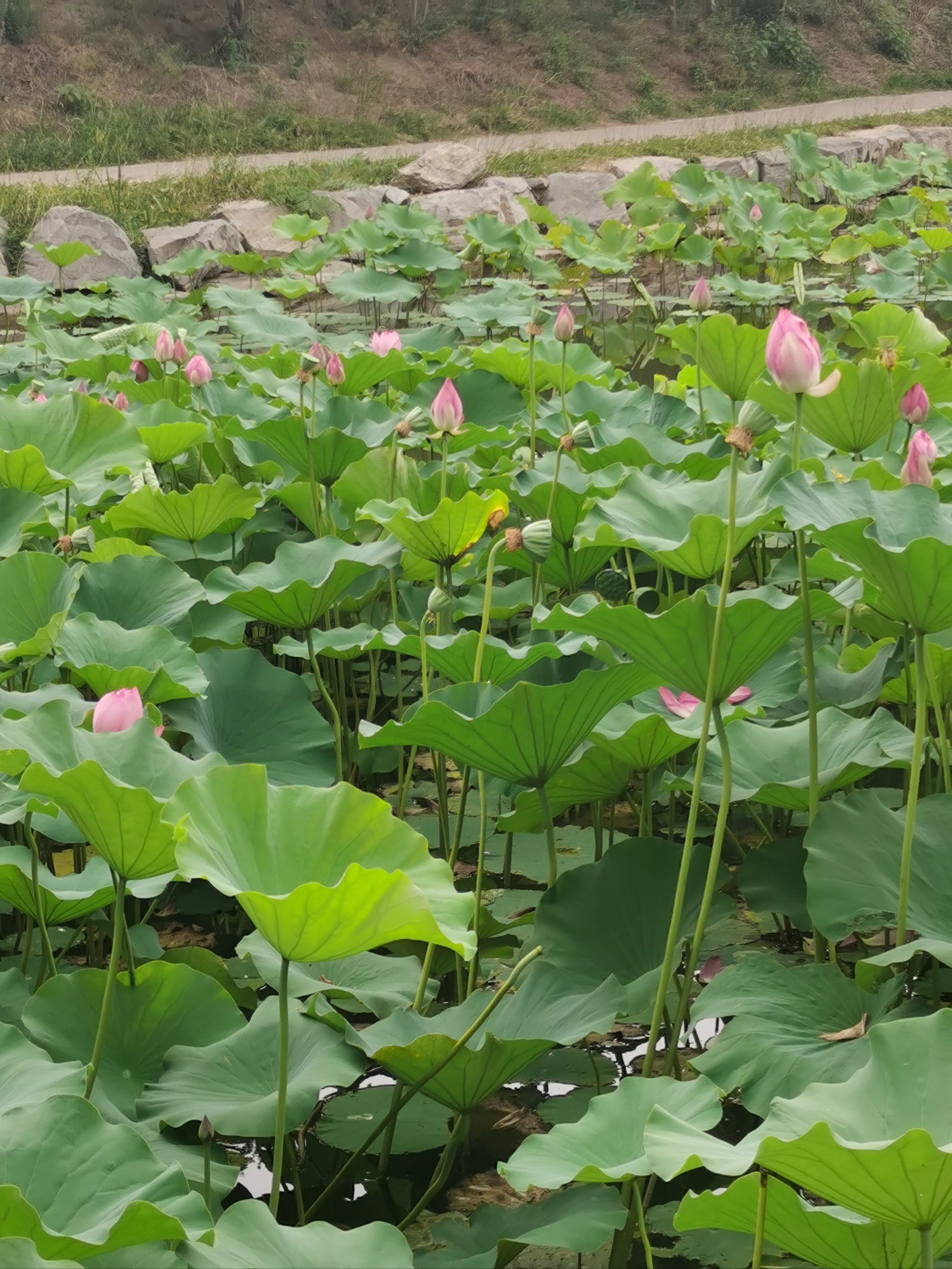草碧一区草碧一区，绿意盎然的生活天地-第2张图片