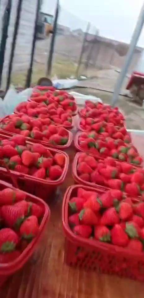 草莓APP直播免费 视频草莓APP直播免费视频盛宴-第1张图片
