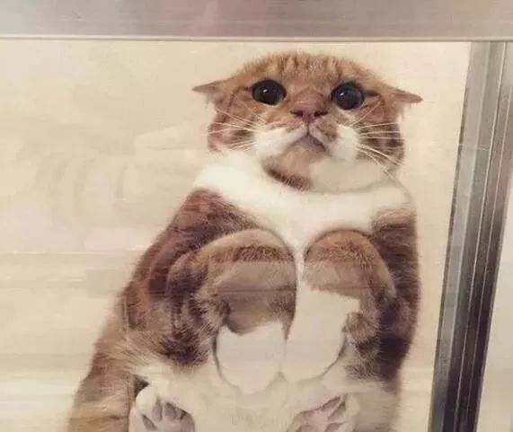 趴玻璃上做给别人看