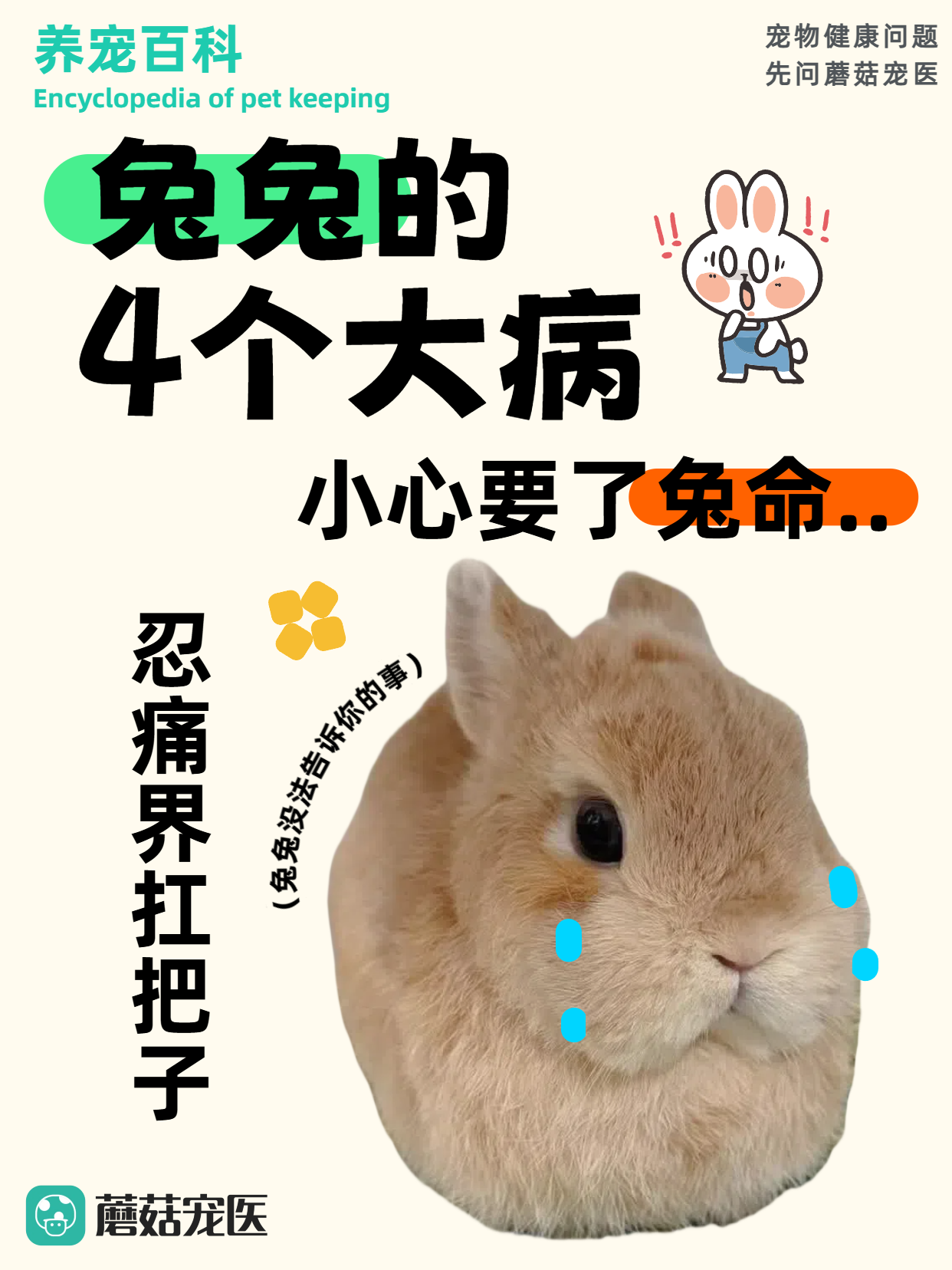 兔年三大预言兔年三大预言-第1张图片