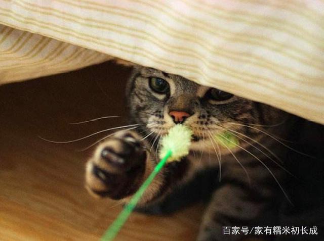 阿朱逗猫图片高清阿朱逗猫的故事-第1张图片
