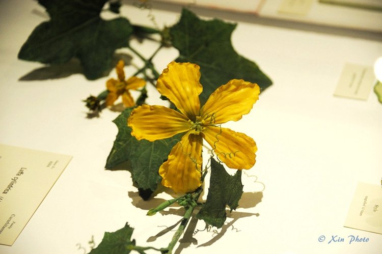 玻璃花玻璃花-第1张图片