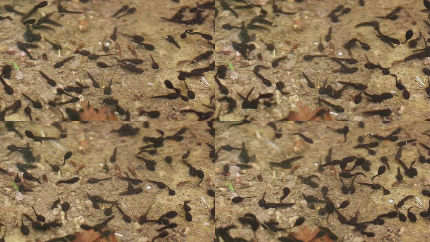 小蝌蚪视频免费版在线下载观看网站小蝌蚪视频免费版在线下载观看