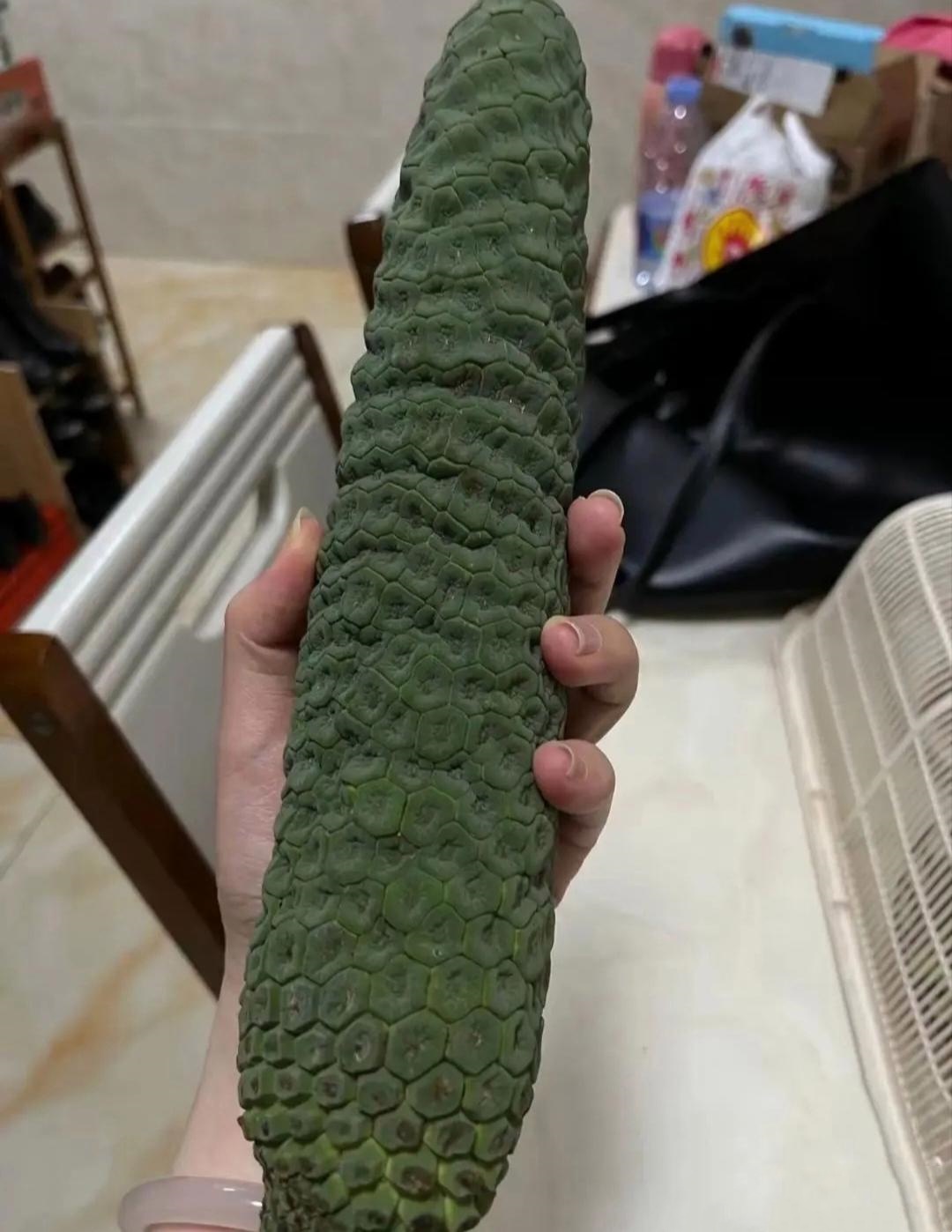 探索神秘之物——往下面放什么像舌头的物品