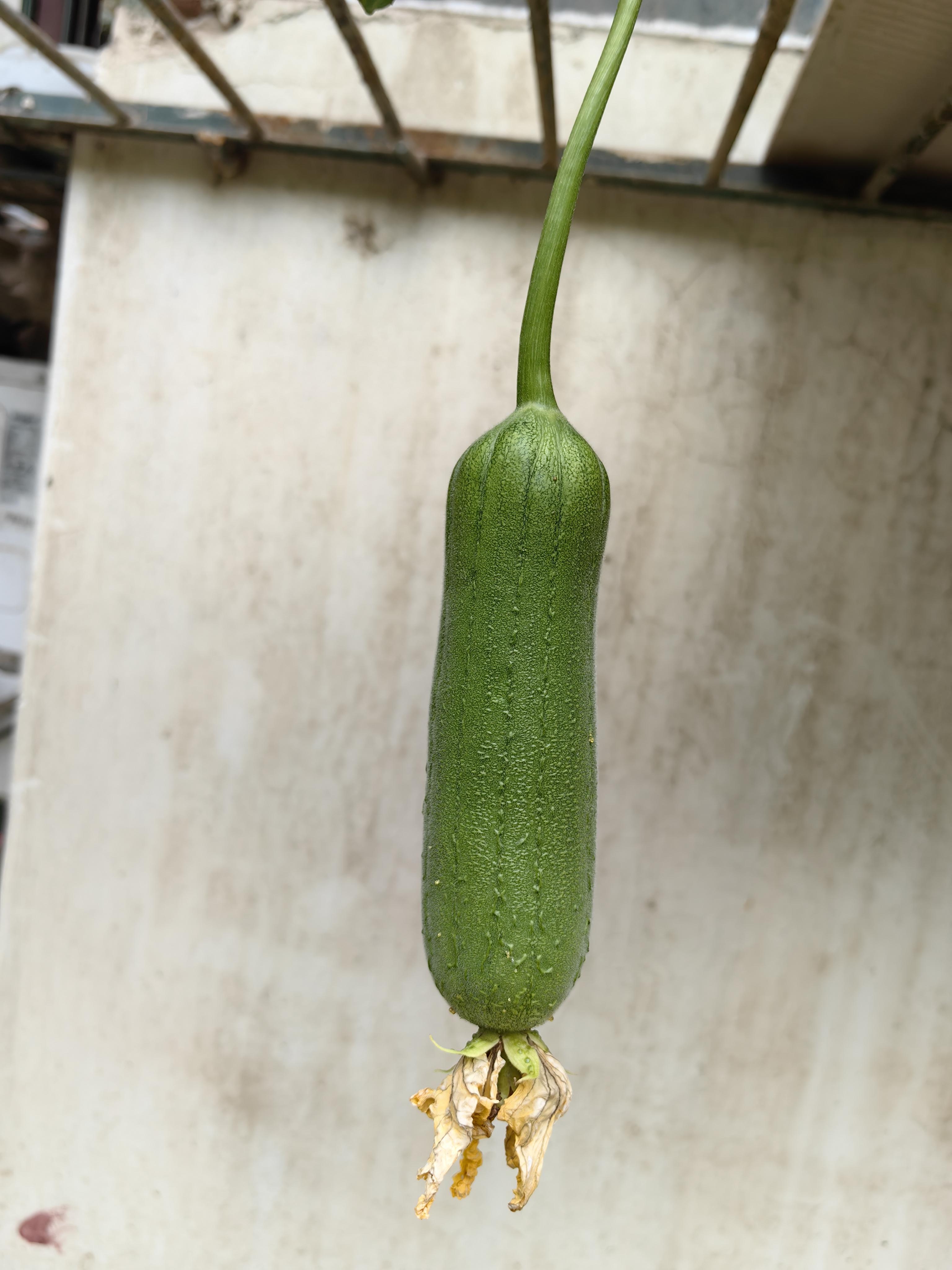 草莓丝瓜秋葵向日葵榴莲石榴草莓丝瓜榴莲共赏秋季美食盛宴