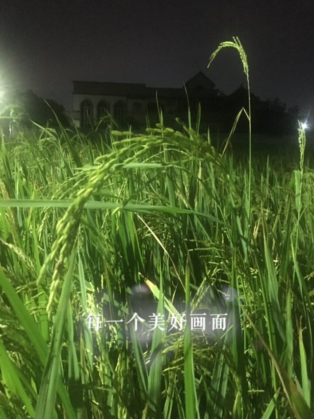 哪里有毛片毛片之谜，何处寻觅艳遇之地-第2张图片