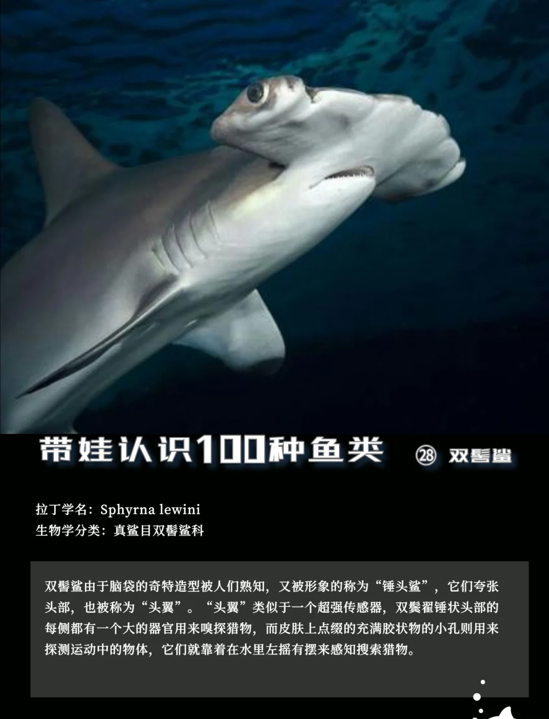 1378捕鱼下载，探索神秘海洋游戏世界-第2张图片