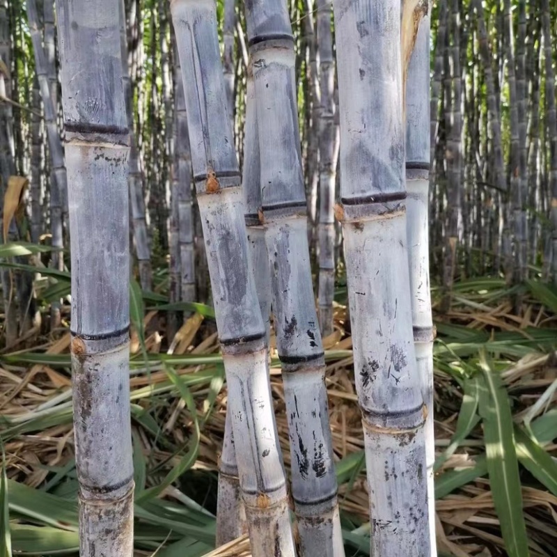 甘蔗地里的翁公小说甘蔗地里的翁公