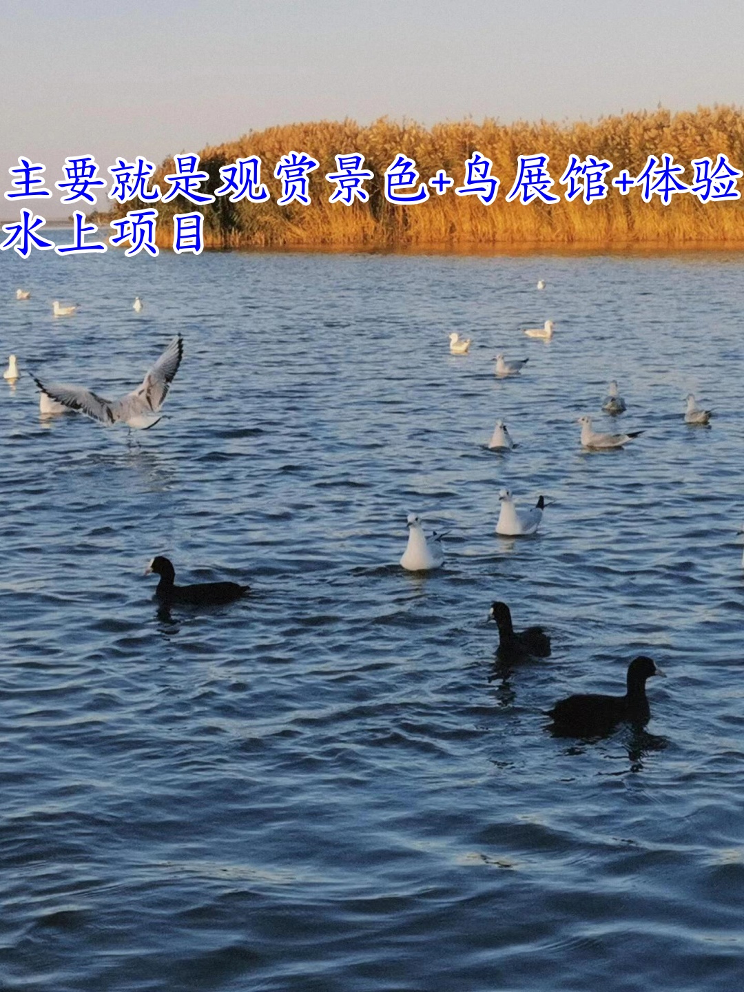 伊在人间香蕉最新视频，探索自然与美食的奇妙之旅-第2张图片