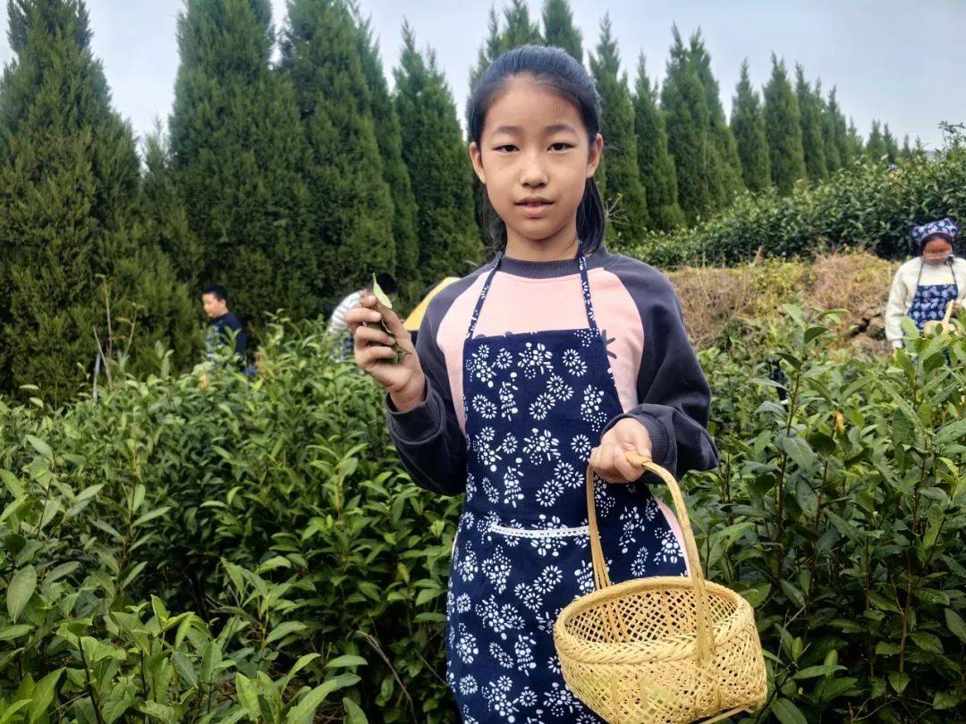 上海茶叶大王向玉荣，茶韵人生，辉煌传奇-第2张图片