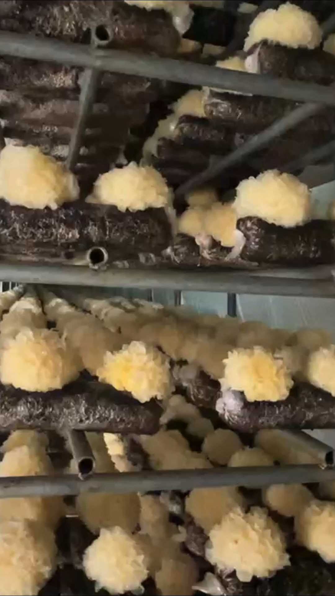 银耳种类银耳种类繁多，品味各异