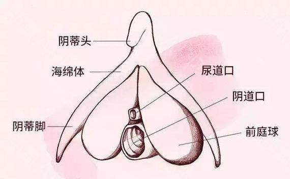 荫蒂被男人添A片视频揭秘