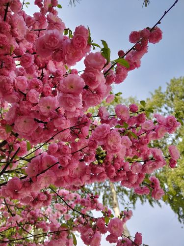 春暖花开论坛地址 春暖花开论坛加入指南：了解中国网络法规与正规论坛推荐