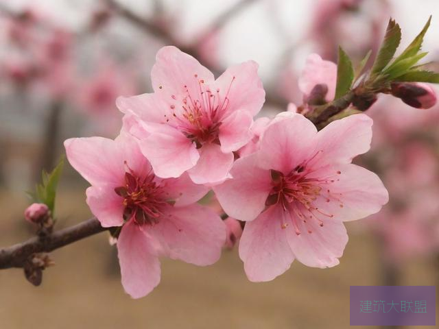 桃花视频在线观看高清播放桃花视频在线观看高清播放