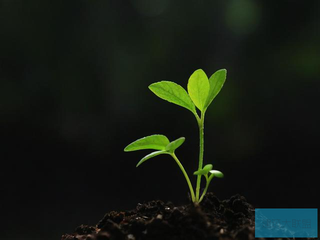 抖荫抖荫，植物生长的新篇章