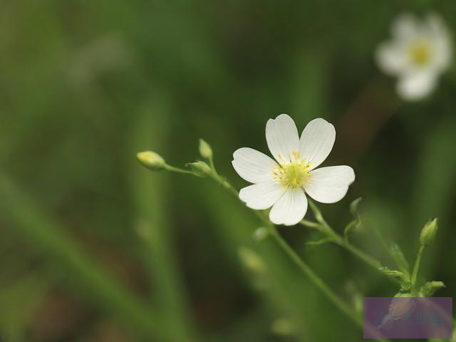 蜜芽768老狼二区忘忧草，探索未知的乐趣