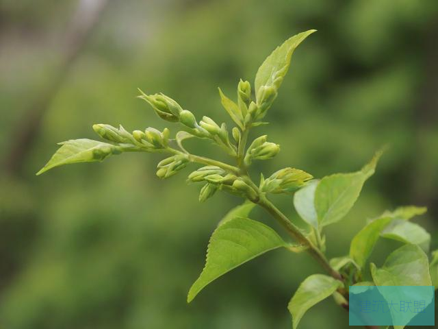 密芽密芽，植物中的神秘之芽