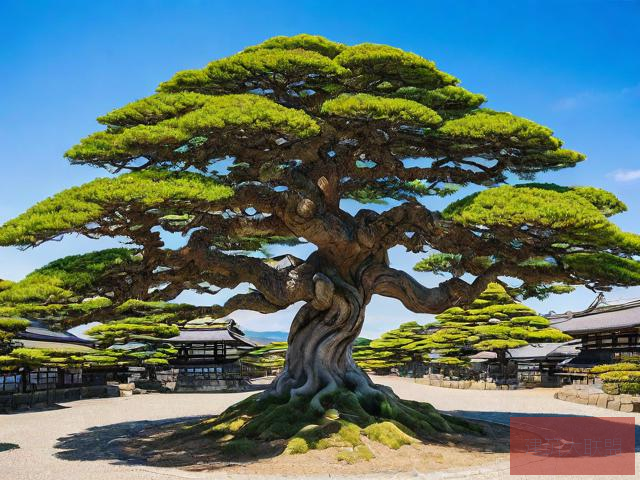 日本风情探秘，日本古树与珍稀植物