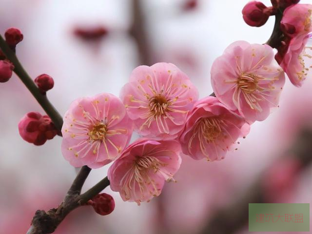 梅花视频不限次数看花钱么梅花视频观看是否花钱取决于具体情况