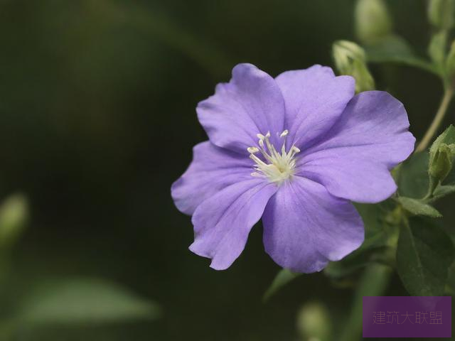 紫阳花凋落之时完整版在线观看紫阳花之美