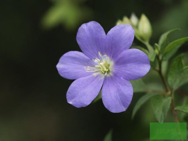 紫阳花凋落之时完整版在线观看紫阳花之美