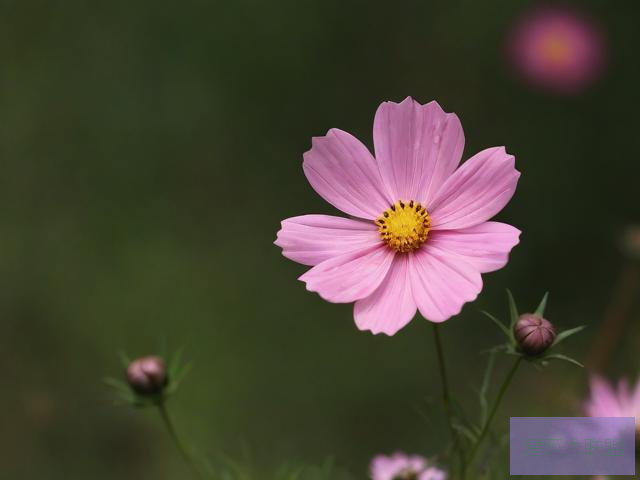 小宝寻花探花91视频小宝寻花探花