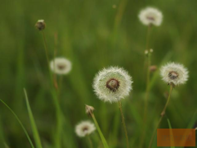 野草乱码一二三四区别